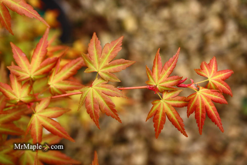 - Acer palmatum 'Momoiro koyosan' Japanese Maple - Mr Maple │ Buy Japanese Maple Trees