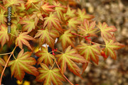 - Acer palmatum 'Momoiro koyosan' Japanese Maple - Mr Maple │ Buy Japanese Maple Trees