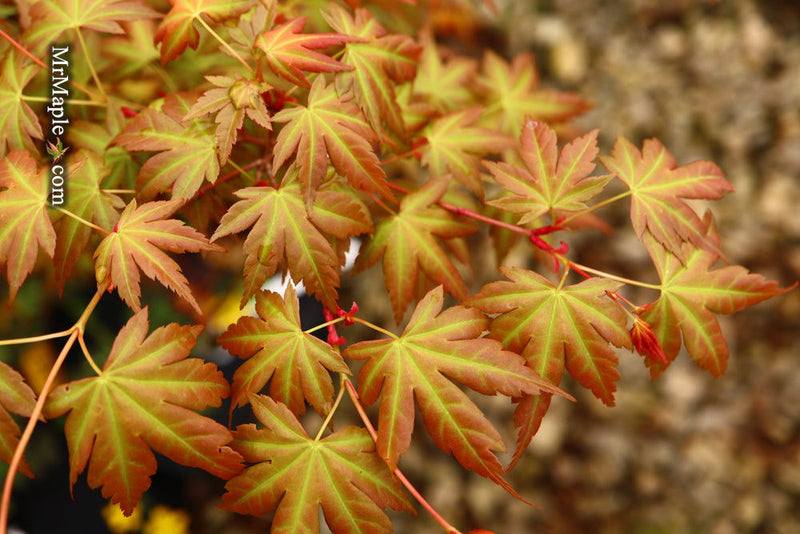 - Acer palmatum 'Momoiro koyosan' Japanese Maple - Mr Maple │ Buy Japanese Maple Trees