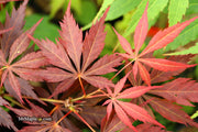 - Acer palmatum 'Mon papa' Japanese Maple - Mr Maple │ Buy Japanese Maple Trees