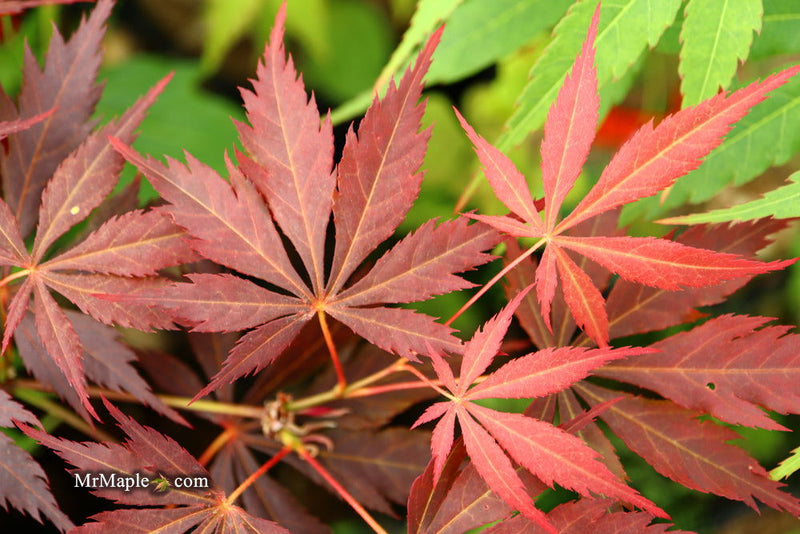 - Acer palmatum 'Mon papa' Japanese Maple - Mr Maple │ Buy Japanese Maple Trees