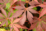 - Acer palmatum 'Mon papa' Japanese Maple - Mr Maple │ Buy Japanese Maple Trees