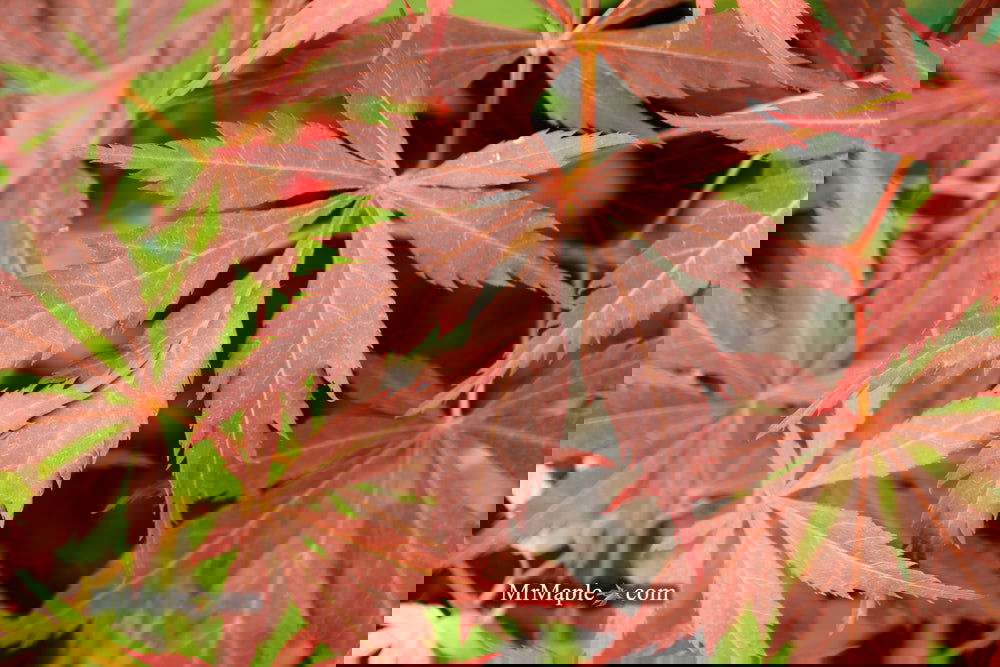 Buy Acer palmatum 'Mon papa' Japanese Maple — Mr Maple │ Buy Japanese ...