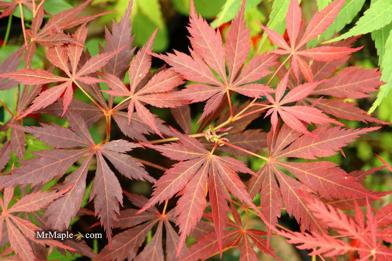 - Acer palmatum 'Mon papa' Japanese Maple - Mr Maple │ Buy Japanese Maple Trees