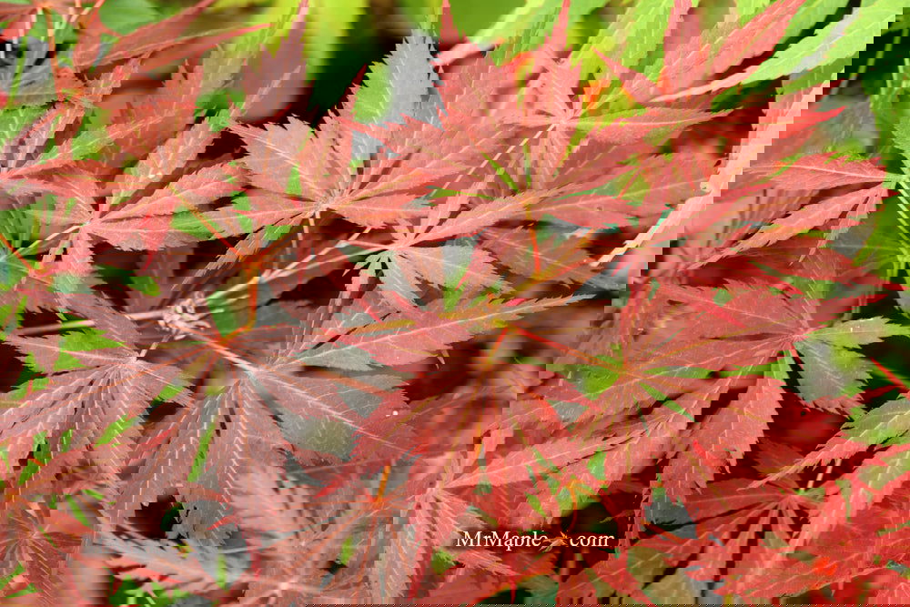 Buy Acer palmatum 'Mon papa' Japanese Maple — Mr Maple │ Buy Japanese ...