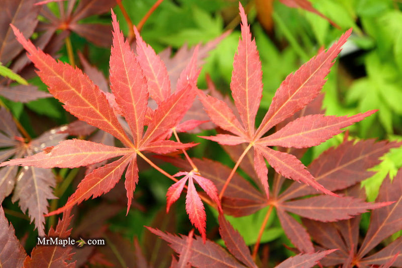 - Acer palmatum 'Mon papa' Japanese Maple - Mr Maple │ Buy Japanese Maple Trees