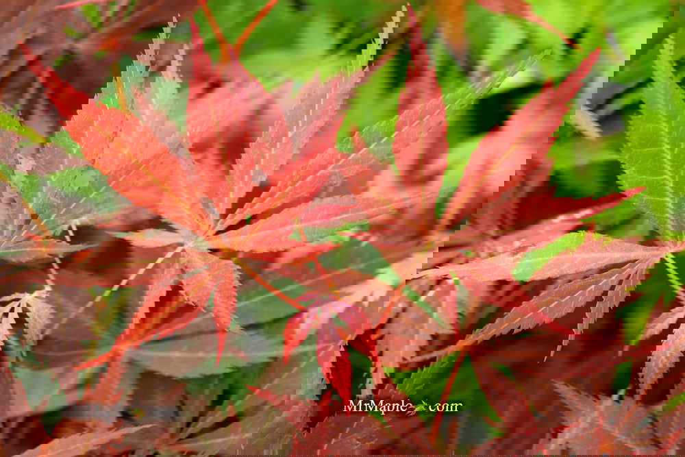 Buy Acer palmatum 'Mon papa' Japanese Maple — Mr Maple │ Buy Japanese ...