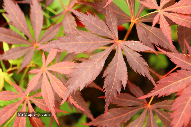 - Acer palmatum 'Mon papa' Japanese Maple - Mr Maple │ Buy Japanese Maple Trees