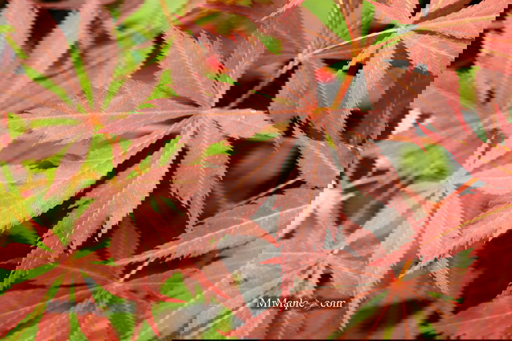 Buy Acer palmatum 'Mon papa' Japanese Maple — Mr Maple │ Buy Japanese ...