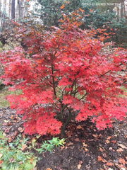 - Acer palmatum 'Mon zukushi' Japanese Maple - Mr Maple │ Buy Japanese Maple Trees