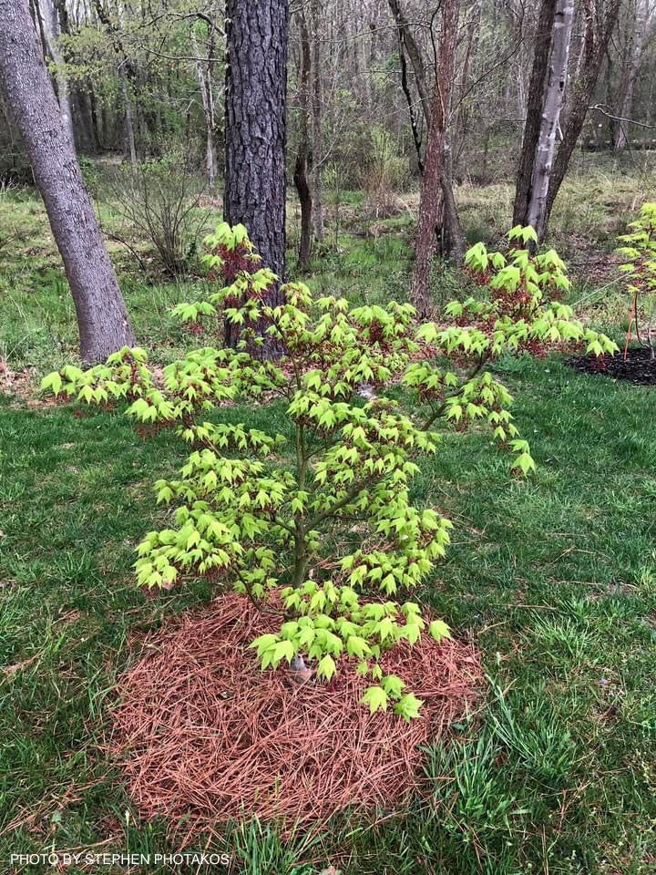 Buy Acer palmatum 'Mon zukushi' Japanese Maple — Mr Maple │ Buy