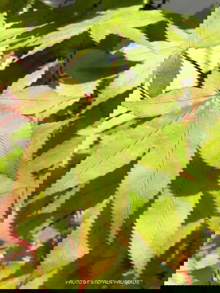 - Acer palmatum 'Mon zukushi' Japanese Maple - Mr Maple │ Buy Japanese Maple Trees