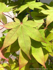 Buy Acer palmatum 'Mon zukushi' Japanese Maple — Mr Maple │ Buy ...