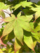 Buy Acer palmatum 'Mon zukushi' Japanese Maple — Mr Maple │ Buy ...