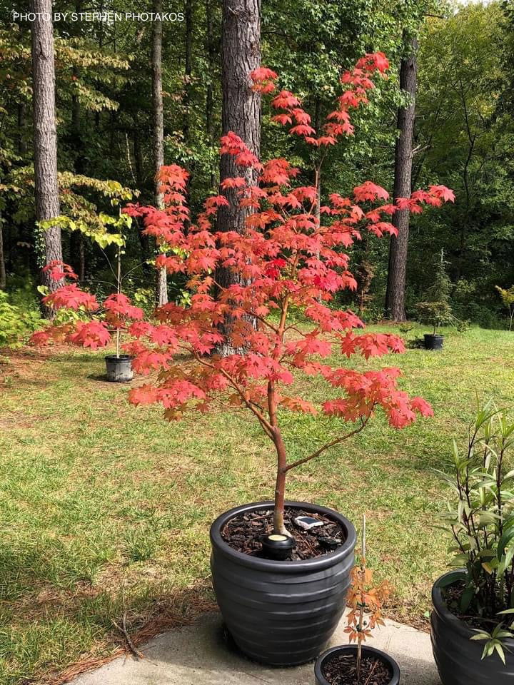 - Acer palmatum 'Mon zukushi' Japanese Maple - Mr Maple │ Buy Japanese Maple Trees