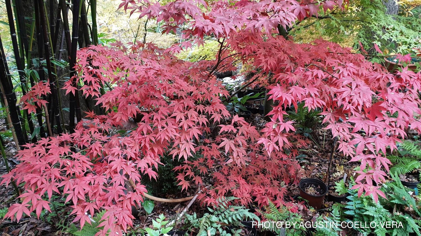 Buy Acer palmatum 'Mon zukushi' Japanese Maple — Mr Maple │ Buy