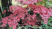 - Acer palmatum 'Mon zukushi' Japanese Maple - Mr Maple │ Buy Japanese Maple Trees