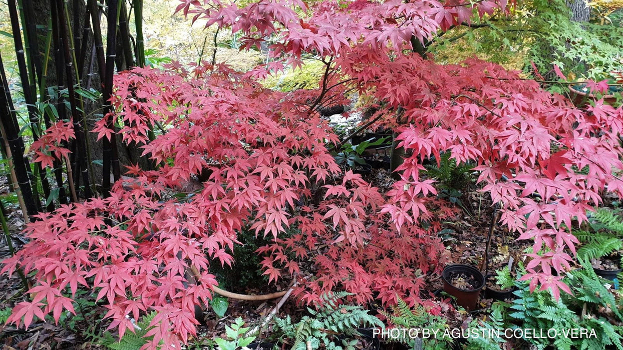 Buy Acer palmatum 'Mon zukushi' Japanese Maple — Mr Maple │ Buy ...