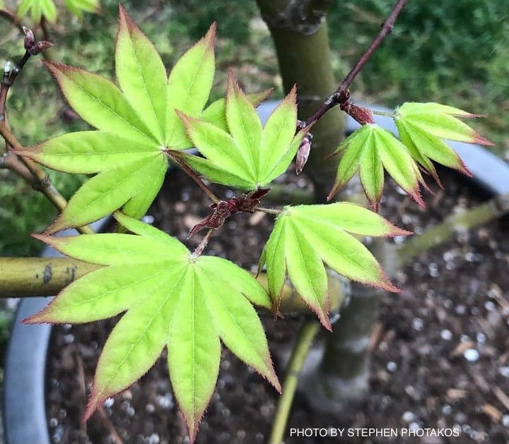 - Acer palmatum 'Mon zukushi' Japanese Maple - Mr Maple │ Buy Japanese Maple Trees