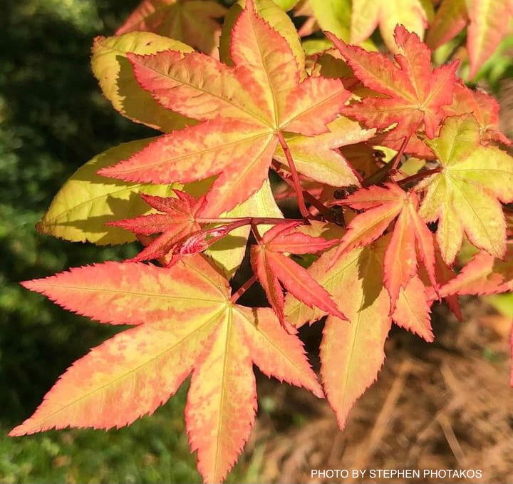 Buy Acer palmatum 'Mon zukushi' Japanese Maple — Mr Maple │ Buy ...