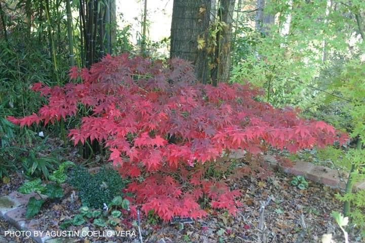 Buy Acer palmatum 'Mon zukushi' Japanese Maple — Mr Maple │ Buy