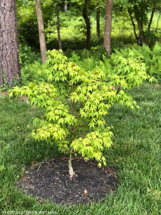 Buy Acer palmatum 'Mon zukushi' Japanese Maple — Mr Maple │ Buy ...