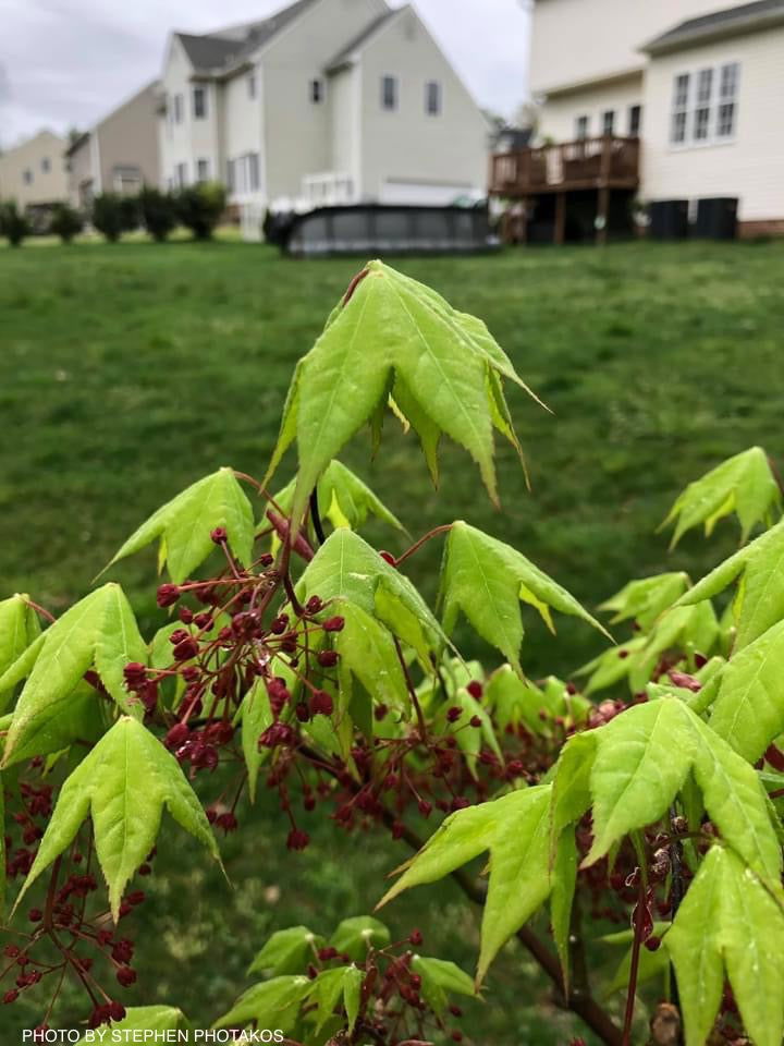 Buy Acer palmatum 'Mon zukushi' Japanese Maple — Mr Maple │ Buy
