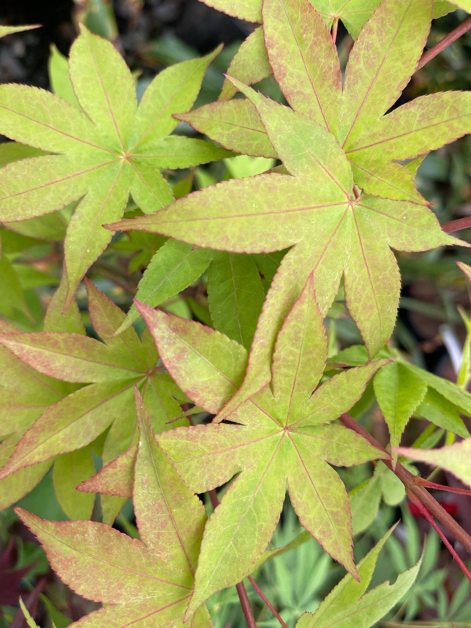 Buy Acer palmatum 'Mon zukushi' Japanese Maple — Mr Maple │ Buy ...