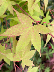 - Acer palmatum 'Mon zukushi' Japanese Maple - Mr Maple │ Buy Japanese Maple Trees