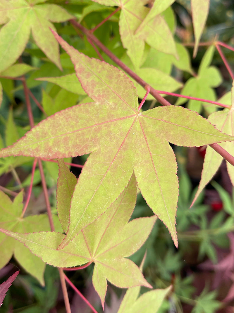 - Acer palmatum 'Mon zukushi' Japanese Maple - Mr Maple │ Buy Japanese Maple Trees