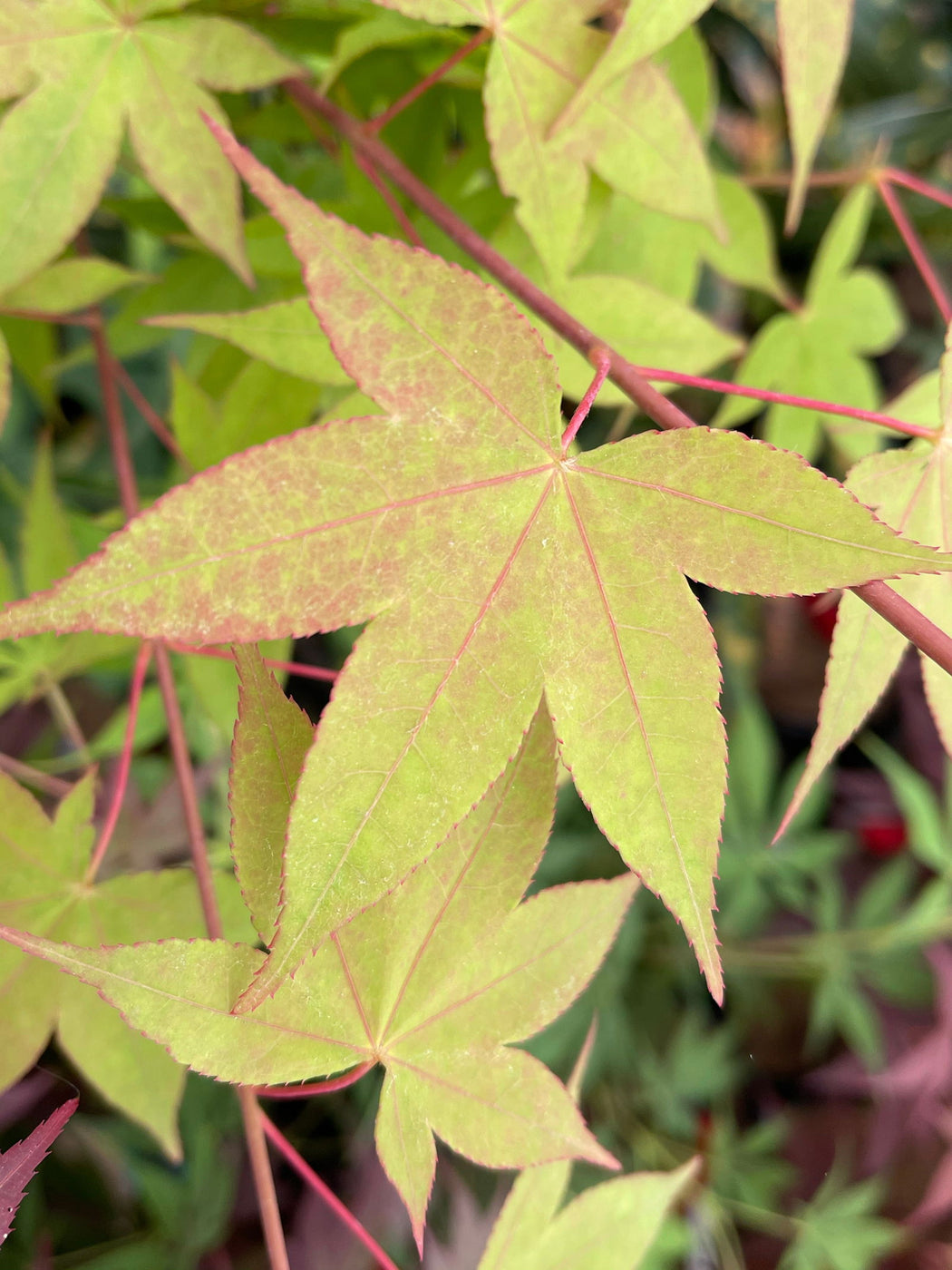 Buy Acer palmatum 'Mon zukushi' Japanese Maple — Mr Maple │ Buy ...