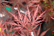 - Acer palmatum 'Monticello Gardens' Dwarf Japanese Maple - Mr Maple │ Buy Japanese Maple Trees