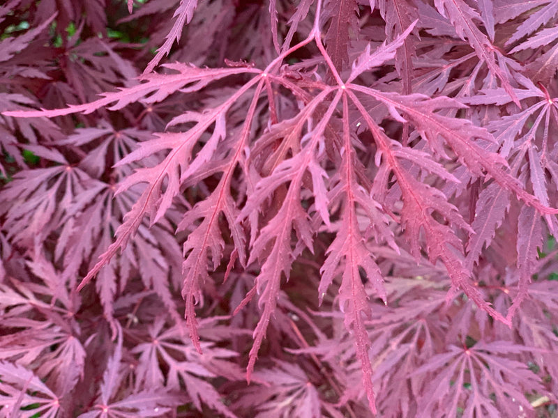 - Acer palmatum 'Monticello Gardens' Dwarf Japanese Maple - Mr Maple │ Buy Japanese Maple Trees