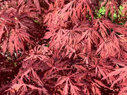 - Acer palmatum 'Monticello Gardens' Dwarf Japanese Maple - Mr Maple │ Buy Japanese Maple Trees