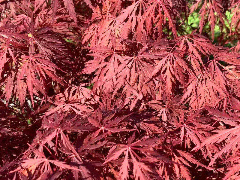 - Acer palmatum 'Monticello Gardens' Dwarf Japanese Maple - Mr Maple │ Buy Japanese Maple Trees
