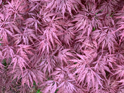- Acer palmatum 'Monticello Gardens' Dwarf Japanese Maple - Mr Maple │ Buy Japanese Maple Trees