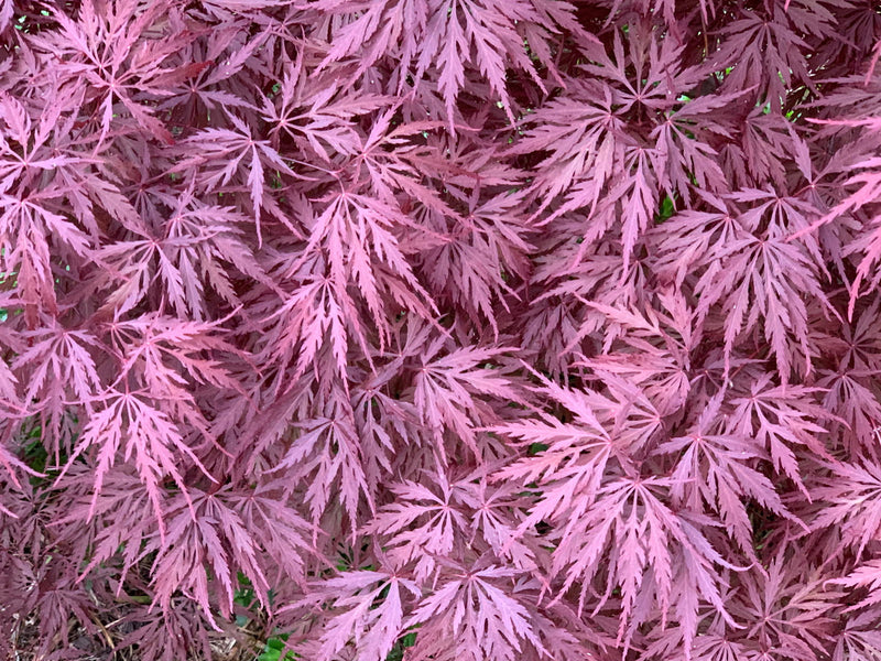 - Acer palmatum 'Monticello Gardens' Dwarf Japanese Maple - Mr Maple │ Buy Japanese Maple Trees