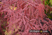 - Acer palmatum 'Monticello Gardens' Dwarf Japanese Maple - Mr Maple │ Buy Japanese Maple Trees