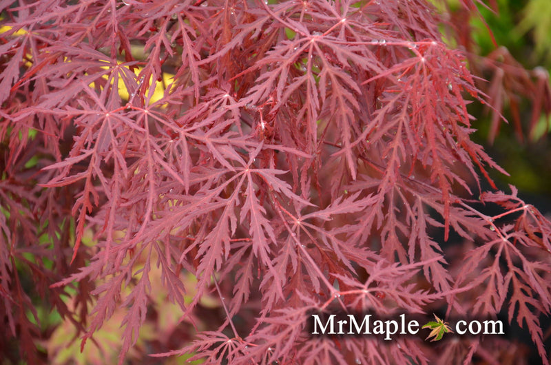 - Acer palmatum 'Monticello Gardens' Dwarf Japanese Maple - Mr Maple │ Buy Japanese Maple Trees