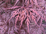 - Acer palmatum 'Monticello Gardens' Dwarf Japanese Maple - Mr Maple │ Buy Japanese Maple Trees