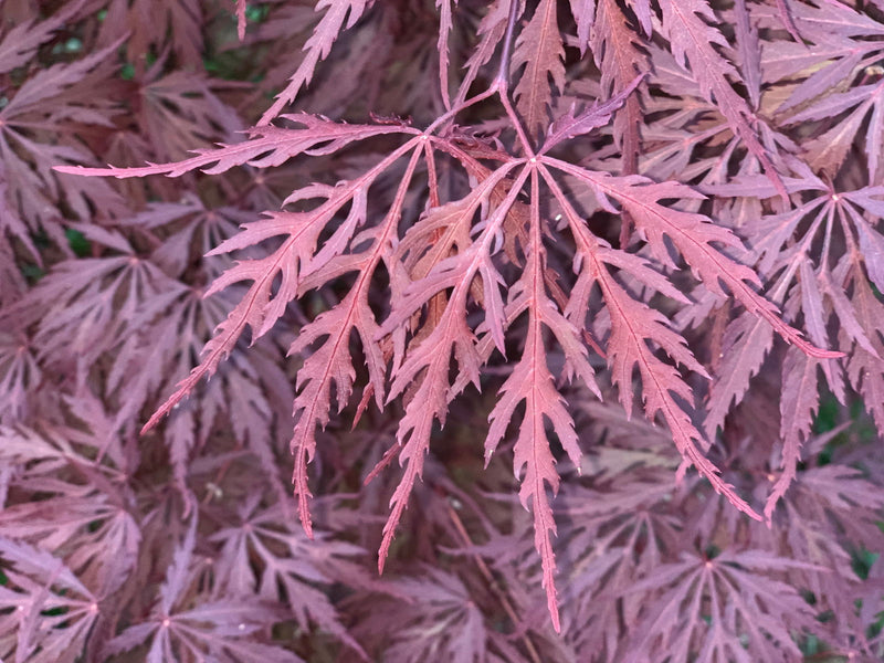 - Acer palmatum 'Monticello Gardens' Dwarf Japanese Maple - Mr Maple │ Buy Japanese Maple Trees