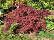 - Acer palmatum 'Monticello Gardens' Dwarf Japanese Maple - Mr Maple │ Buy Japanese Maple Trees