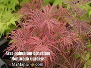 - Acer palmatum 'Monticello Gardens' Dwarf Japanese Maple - Mr Maple │ Buy Japanese Maple Trees