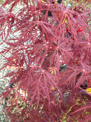 - Acer palmatum 'Monticello Gardens' Dwarf Japanese Maple - Mr Maple │ Buy Japanese Maple Trees