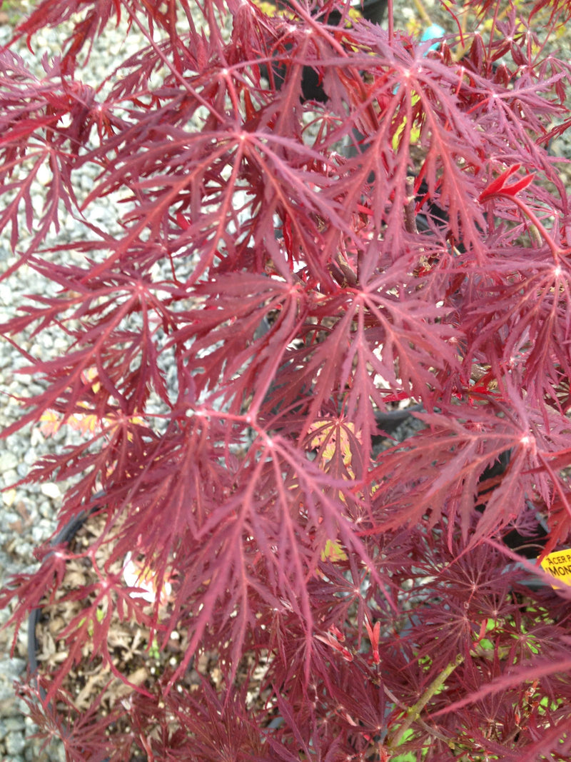 - Acer palmatum 'Monticello Gardens' Dwarf Japanese Maple - Mr Maple │ Buy Japanese Maple Trees