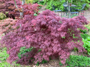 - Acer palmatum 'Monticello Gardens' Dwarf Japanese Maple - Mr Maple │ Buy Japanese Maple Trees