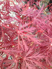 - Acer palmatum 'Monticello Gardens' Dwarf Japanese Maple - Mr Maple │ Buy Japanese Maple Trees