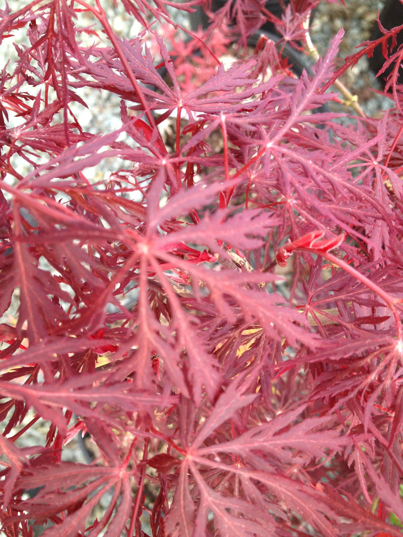 - Acer palmatum 'Monticello Gardens' Dwarf Japanese Maple - Mr Maple │ Buy Japanese Maple Trees