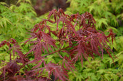 - Acer palmatum 'Monticello Gardens' Dwarf Japanese Maple - Mr Maple │ Buy Japanese Maple Trees