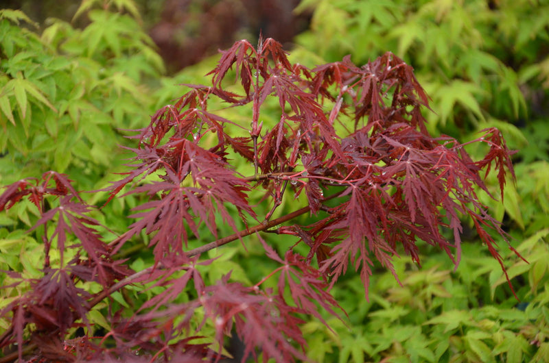 - Acer palmatum 'Monticello Gardens' Dwarf Japanese Maple - Mr Maple │ Buy Japanese Maple Trees